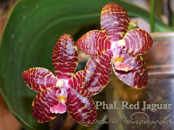 Phal. Red Jaguar24-11-2008-8.jpg