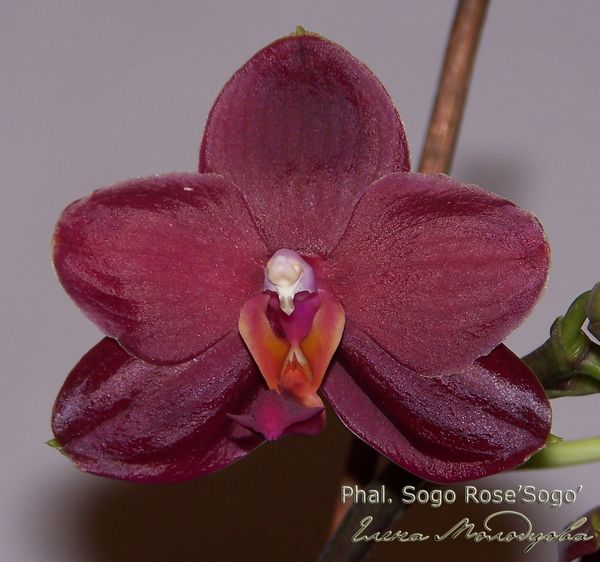 Phal. Sogo Rose’Sogo’ 100__7186 копия.jpg