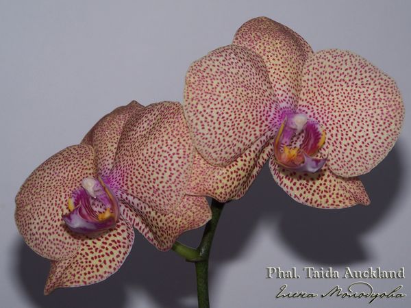 Phal. Taida Auckland_07.jpg