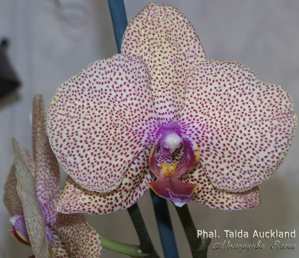 Phal. Taida Auckland__.JPG