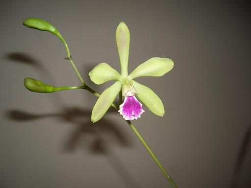 Encyclia profusa.JPG