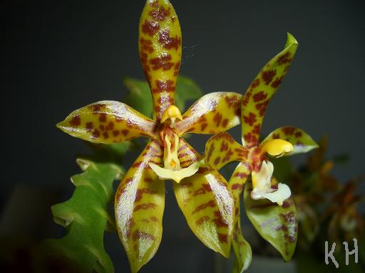 phal cornu cervi.9.JPG