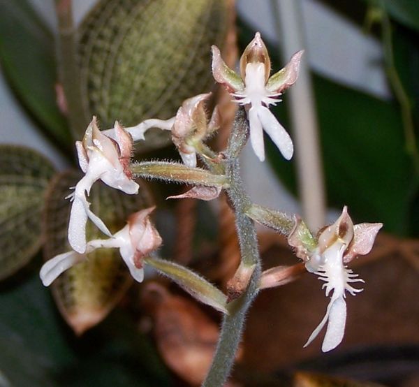 Anoectochilus rocksburgia 100_9055.JPG