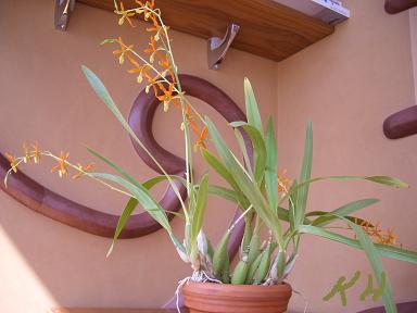Epidendrum vitellinum 3.JPG
