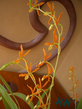 Epidendrum vitellinum 4.JPG