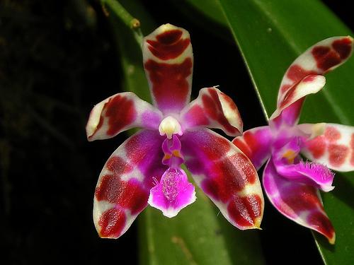 Phal.Mariae (2).jpg